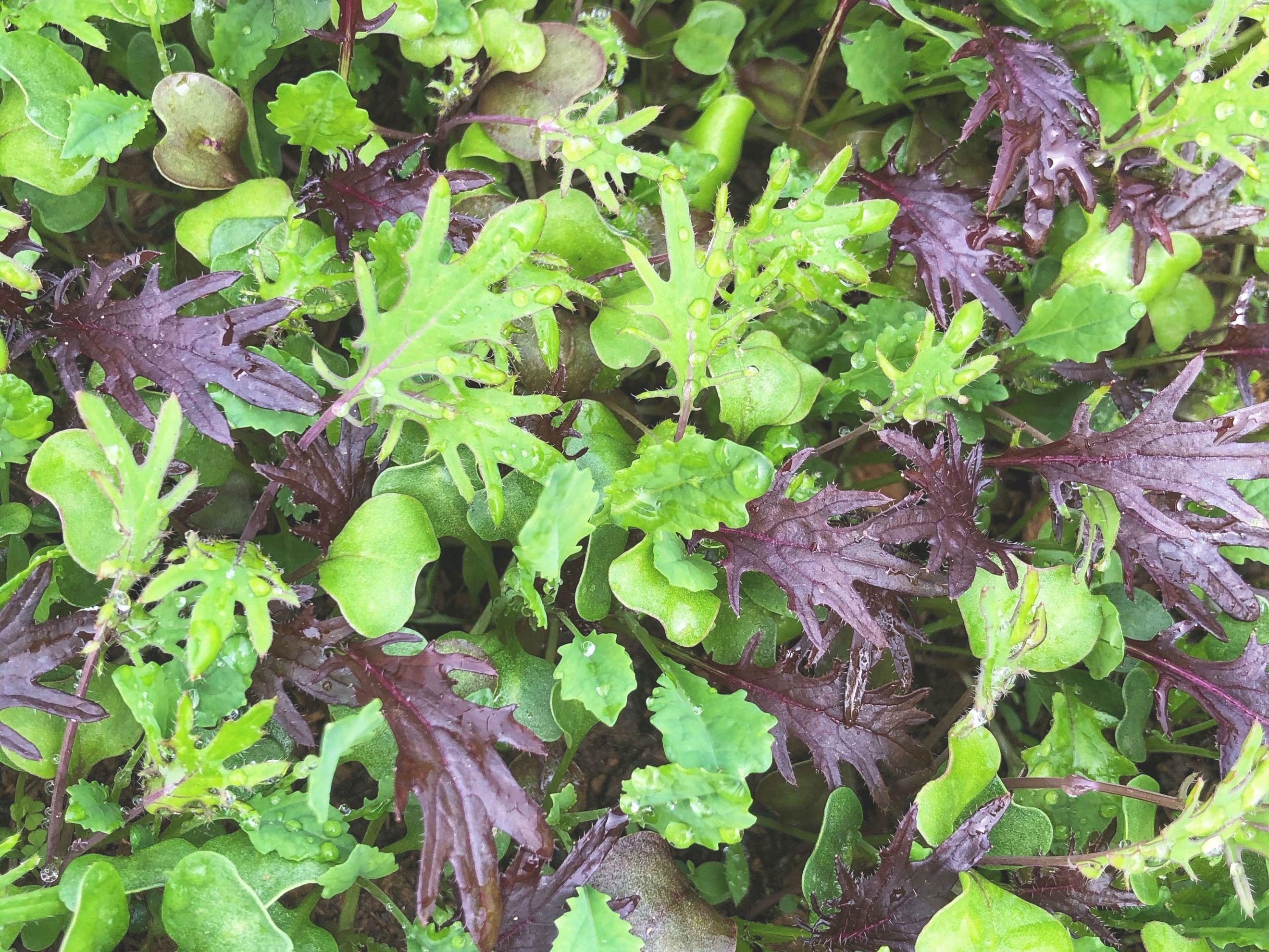 Spring Only CSA Share - Weekly